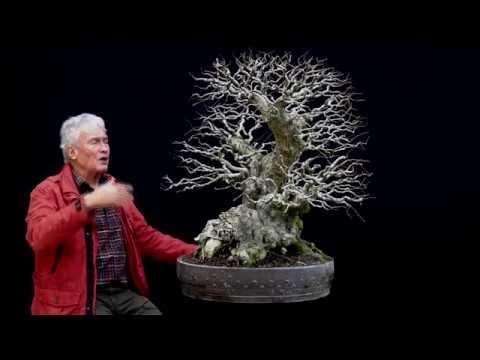 Carpinus 'Monster' collected 10 years ago in