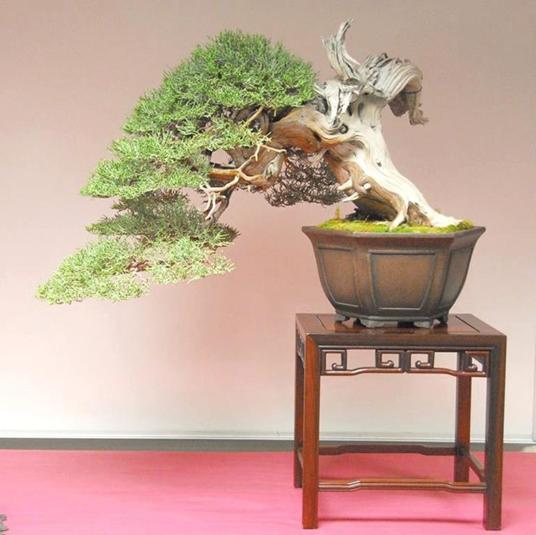 Tea Time – Best in Show | Bonsai Bark