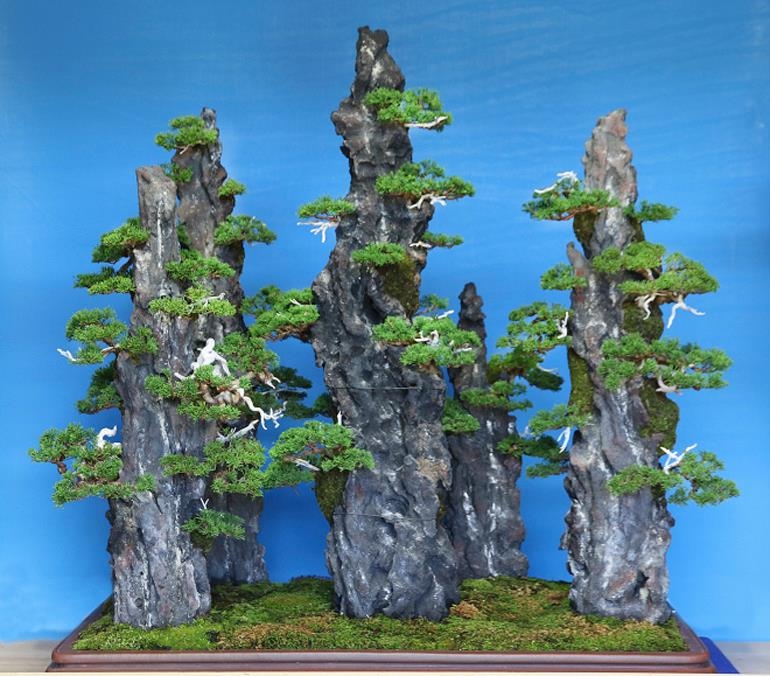 The Magician Playing with Bonsai | Bonsai Bark