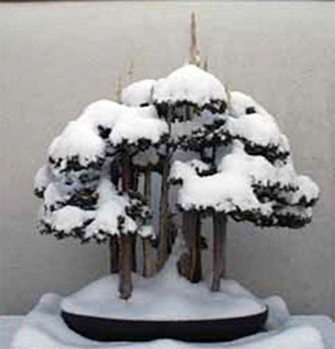 Freeze Damage in Bonsai & Other Woody Plants Visit