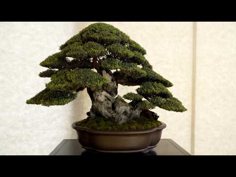 Crespi Bonsai Cup 2025
