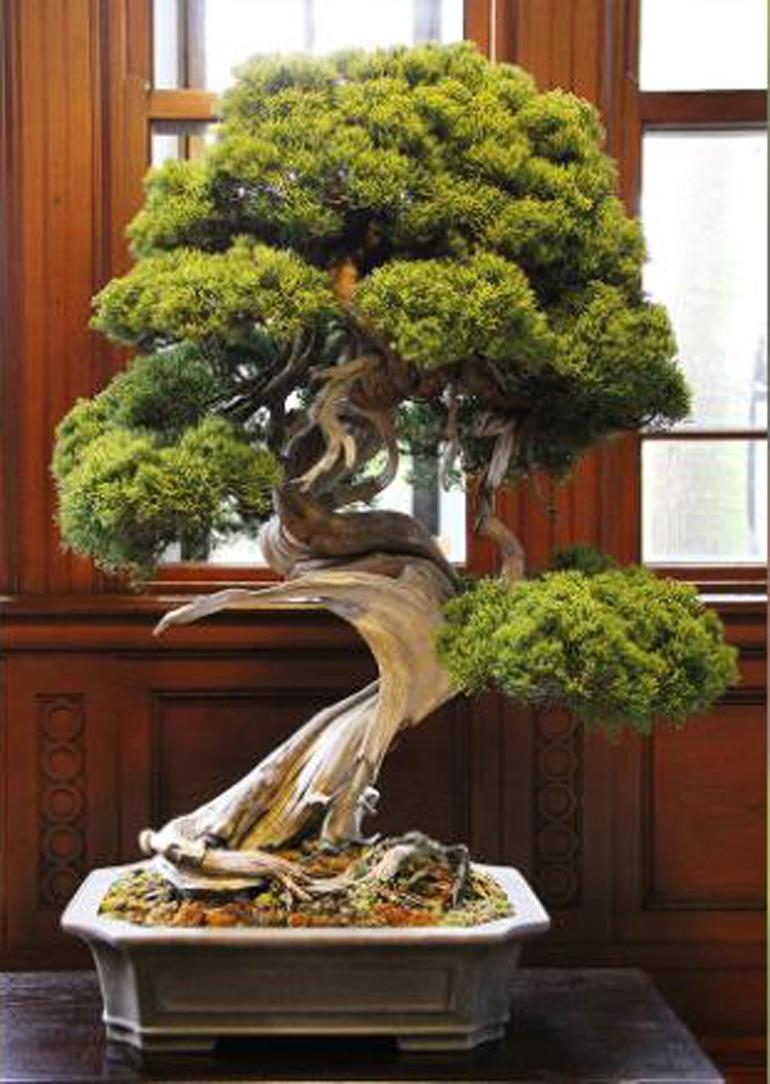 Thief Steals Over $100,000 Worth of Bonsai* Including a 400-year-old Shimpaku Juniper | Bonsai Bark
