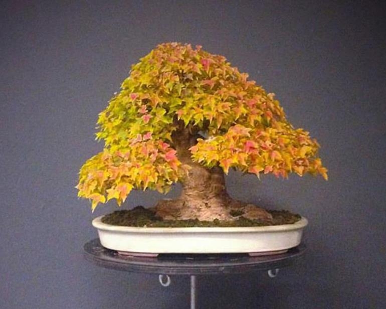 They’re Back & Discounted! Green T Turntables | Bonsai Bark