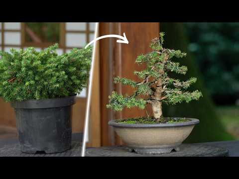 How to make a Bonsai tree - DIY