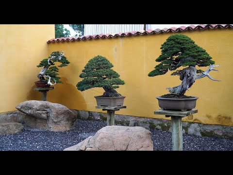David Benavente Bonsai garden