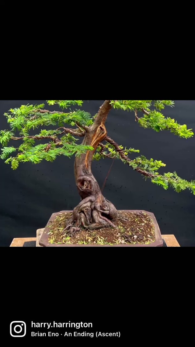 Commission completed today on an Irish #Yew