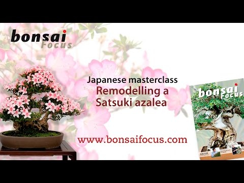 Satsuki Azalea: Remodelling a Satsuki Azalea