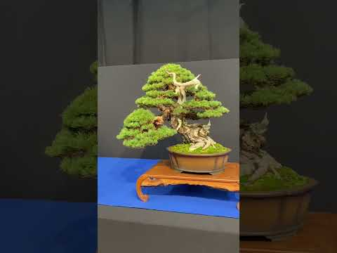 Trophy 2024 #bonsai #belgium