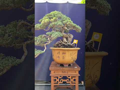 Beautiful Bonsai #trees #nature #art #indonesia