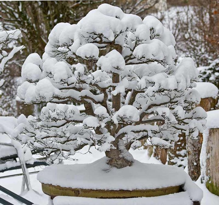 Japanese Maple #1