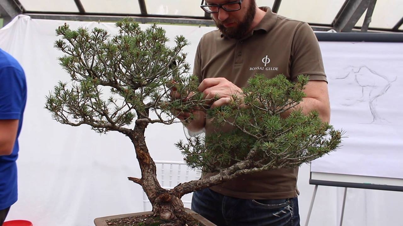 Bonsai demo by Rene Alber More:
