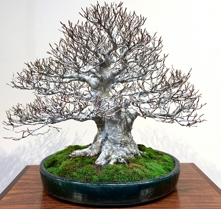 Still Some of the Best Bonsai in the World | Bonsai Bark