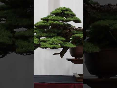 The best Bonsai trees #winning #awards #bonsai #bonsaitree