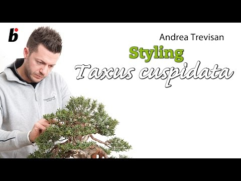 Taxus cuspidata - Andrea Trevisan (IT) - Bonsai Focus #4 - 2012