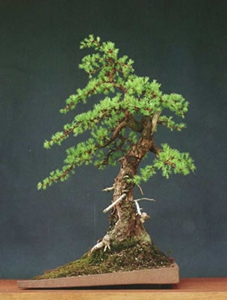 Heavenly Bonsai, an Old Larch, a Tree that Never Gave Up & a Terrific Subtext | Bonsai Bark