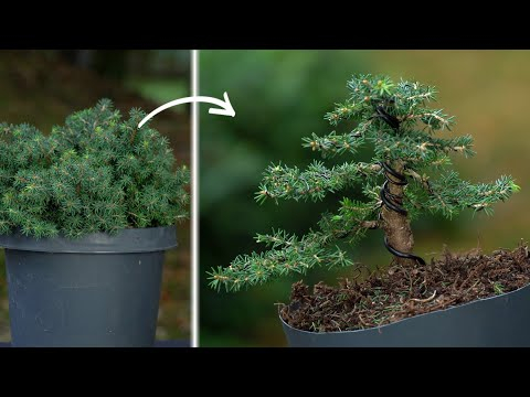 DIY: Making a Spruce Bonsai tree