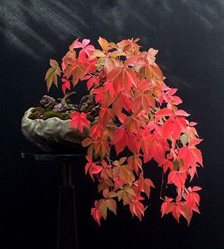A Bonsai Artist on a Mission | Bonsai Bark