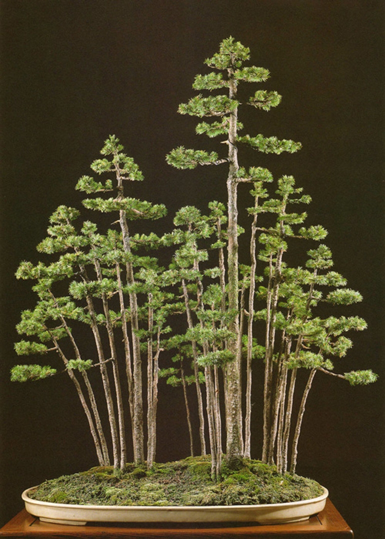 The Magician’s Formal Bonsai Forest | Bonsai Bark