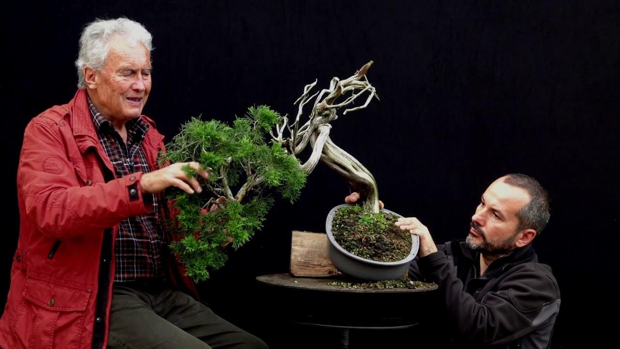 Juniperus sabina collected by Dejan Ćebić owner