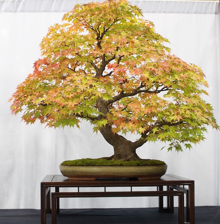 Winning Deciduous Bonsai & a Little Break with Tradition | Bonsai Bark