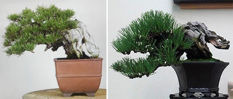Before & After Bonsai – the Desire to Improve What Most of Us Might Settle For | Bonsai Bark