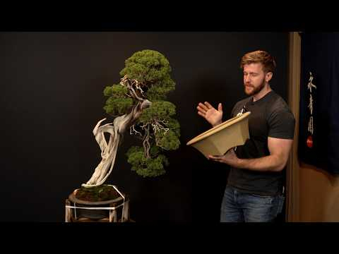 Repotting a STUNNING Juniper Bonsai with Bjorn and Rafa