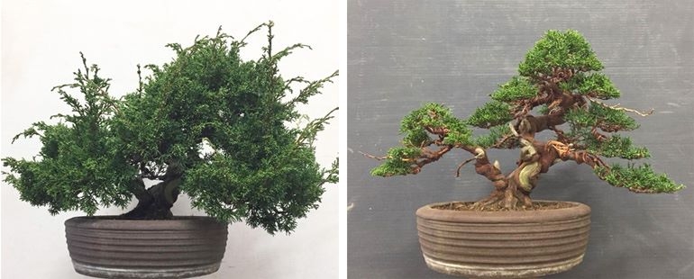 Another Excellent Before & After Bonsai | Bonsai Bark