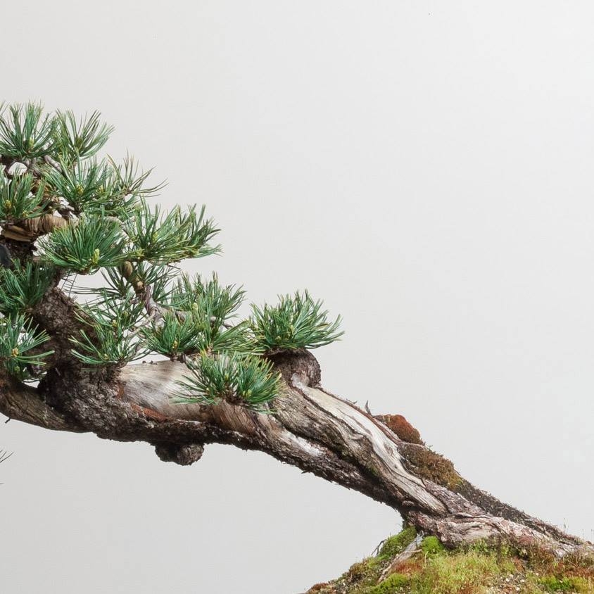 Asymmetry Ep. 03 | Bonsai Mirai