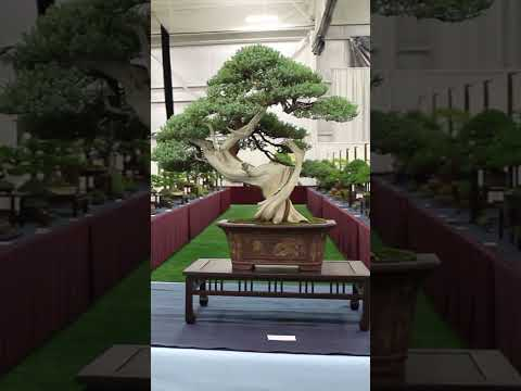 Bonsai landscapes #miniature #livingart #bonsai #gardening
