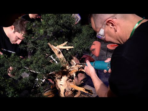David Benavente styles a Taxus Bonsai