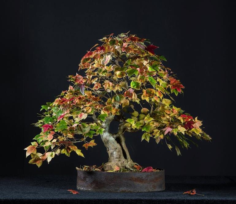 “Maybe Not the Best Bonsai in the World, but I Love Them All” | Bonsai Bark