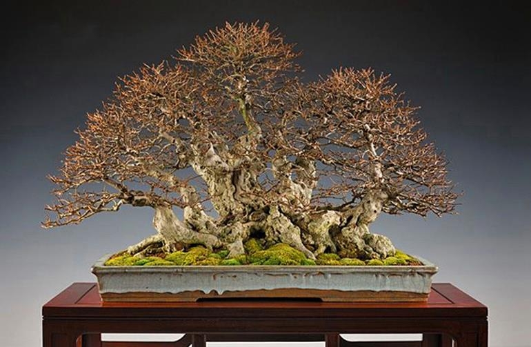 Bonsai Art & the Art of Bonsai | Bonsai Bark