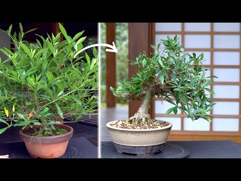 Making a Jasmin Bonsai tree