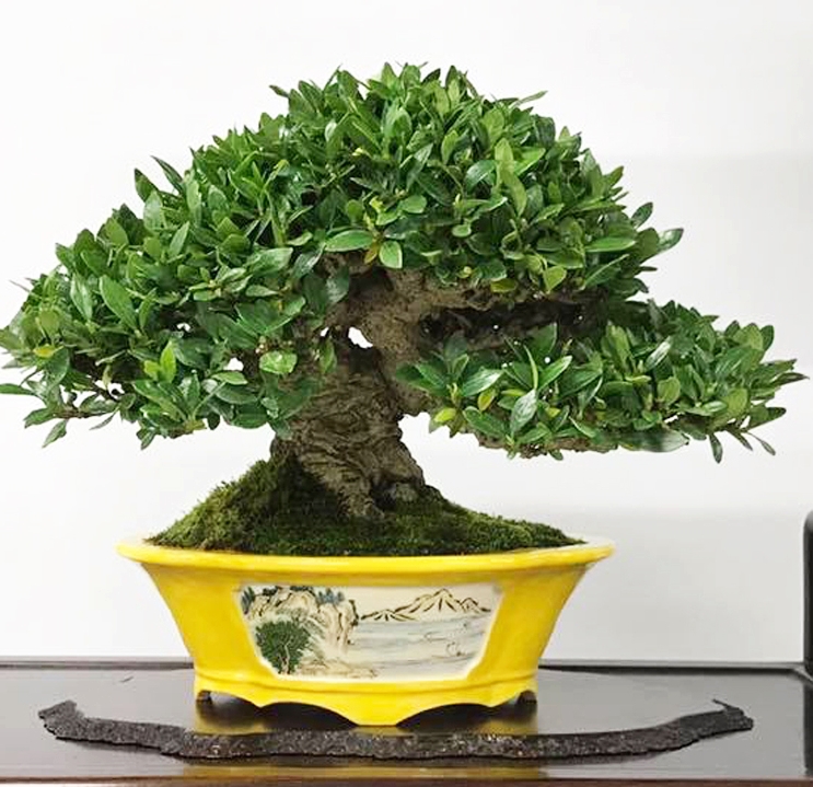 Fat Trunks & Small Pots 2 | Bonsai Bark
