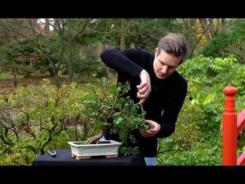 Dwarf Jade Bonsai Maintenance