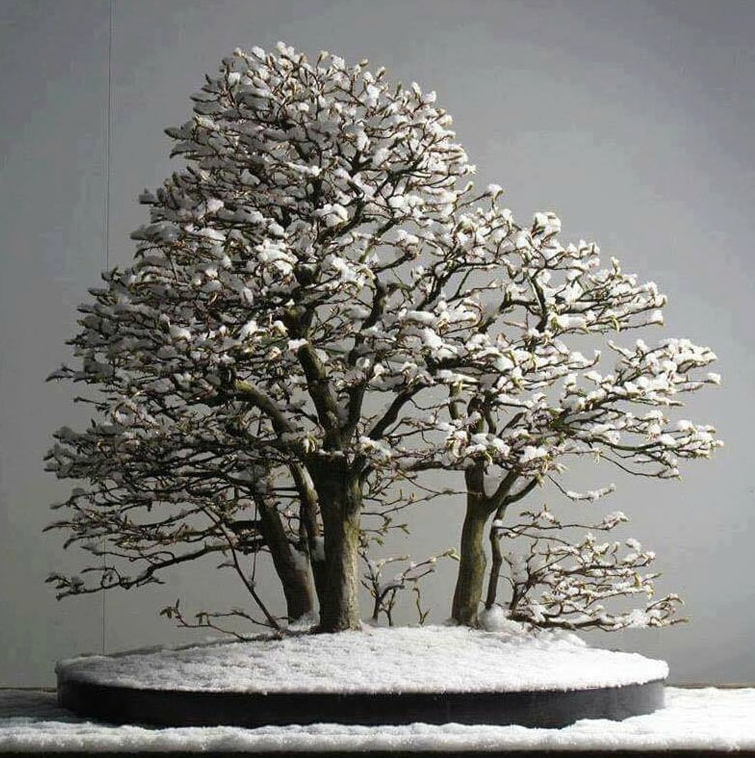 Cold Weather Bonsai by a Consummate Bonsai Pro | Bonsai Bark