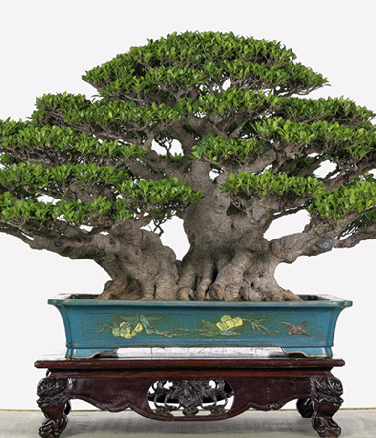 Bonsai Bark Has a New Home & We’ve Got a New Website | Bonsai Bark