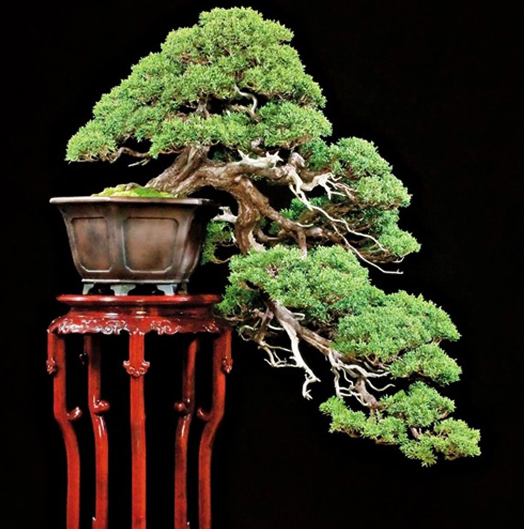 If you only visit one bonsai event this year, make it the 6th U.S. National Bonsai Exhibition | Bonsai Bark
