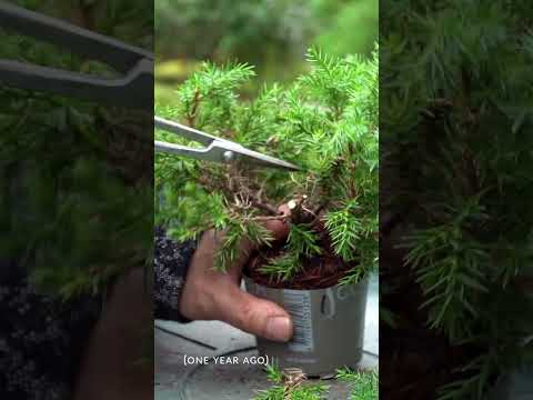 Cheapest Bonsai tree #diy #bonsai