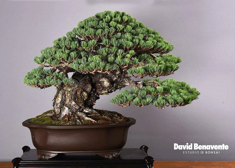A Nap in the Nebari | Bonsai Bark