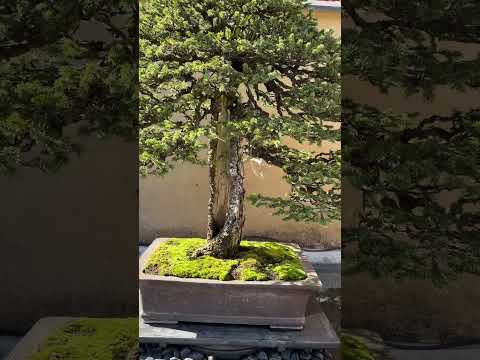 Showakinen-koen #Bonsai #collection #museum #tokyo #japan