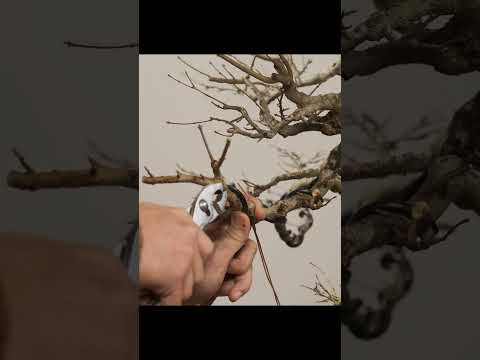 Join Us Behind the Branch: Trident Maple | Live Dec 2nd at 4PM PST
