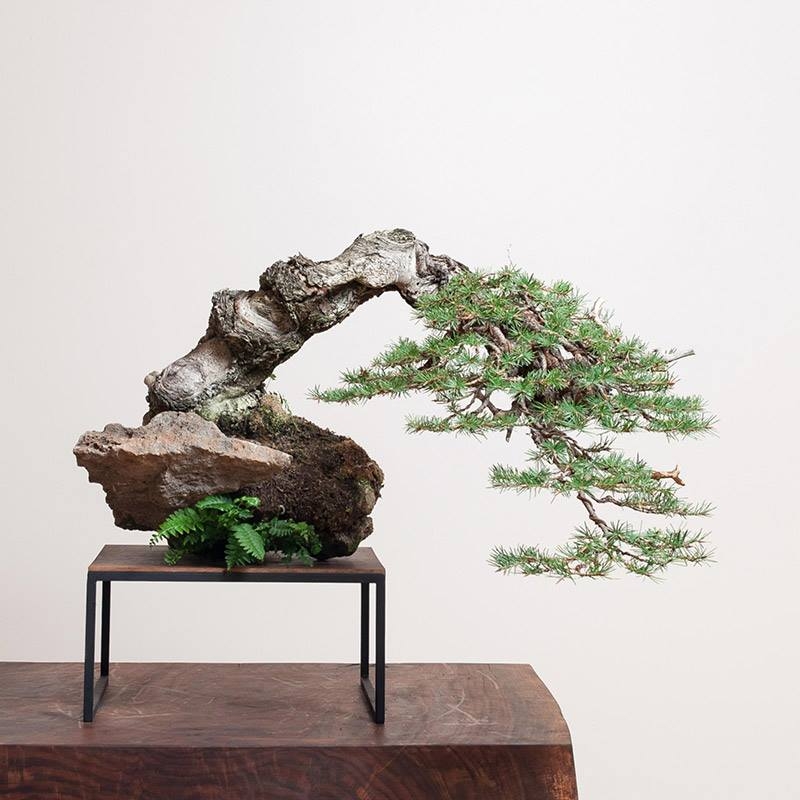 Douglas-fir | Bonsai Mirai