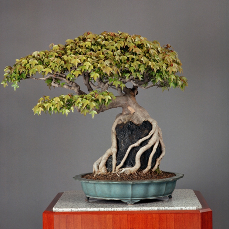 The Emperor’s Bonsai | Bonsai Bark