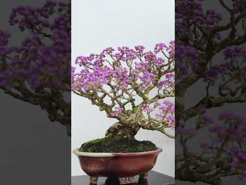 Flowering Bonsai  #bonsaitreesforbeginners #garden #flowers
