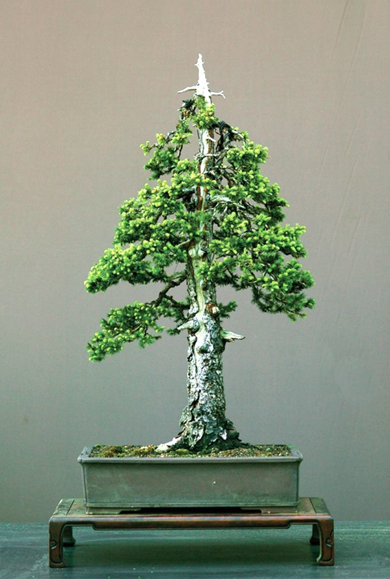 Revisiting the Great Bonsai Debate | Bonsai Bark