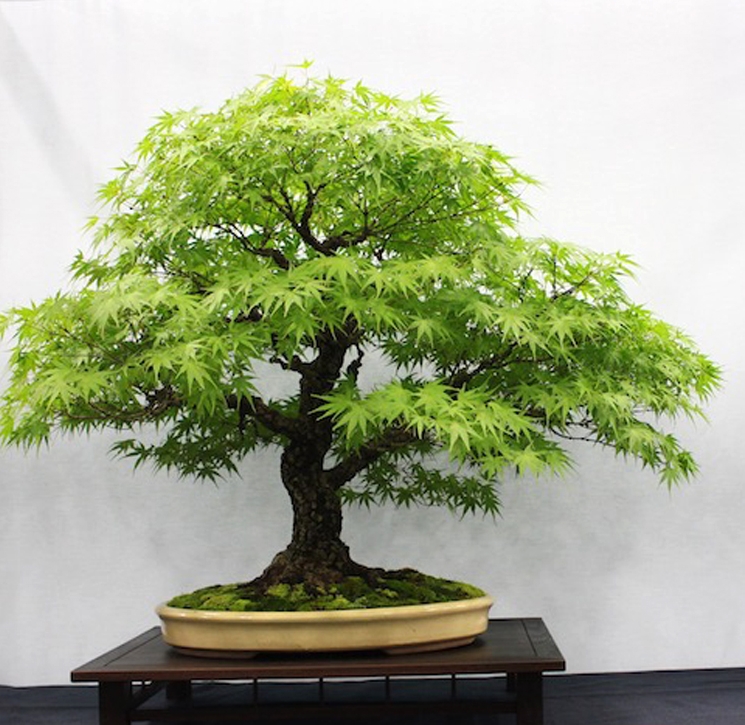 One More Time – A Spectacular Bonsai Event | Bonsai Bark