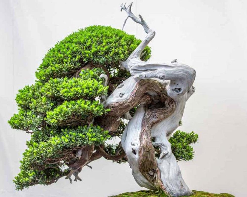 Good Shots, Great Trees at the 8th World Bonsai Convention