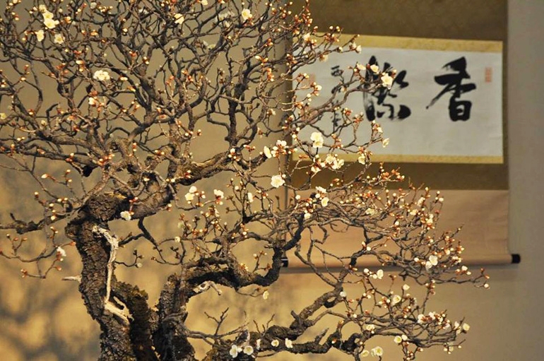 Omiya Bonsai Art Museum, this time with new photos | Bonsai Bark