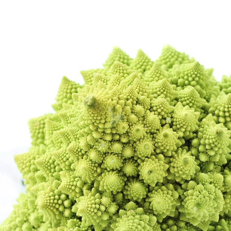 Fractals & Bonsai | Bonsai Mirai